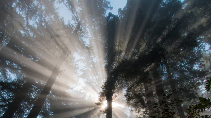 Küsten-Mammutbäume in den Redwood State and National Parlks