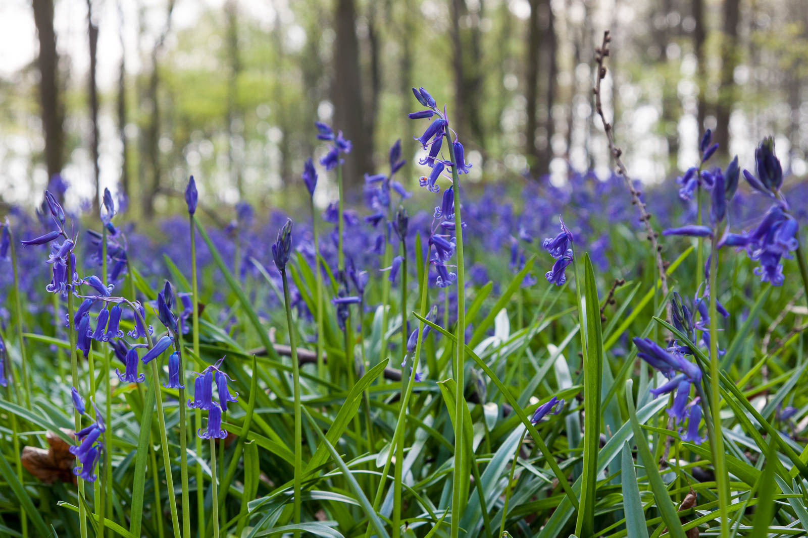 Blaue Blumen Im Wald – My Flowers