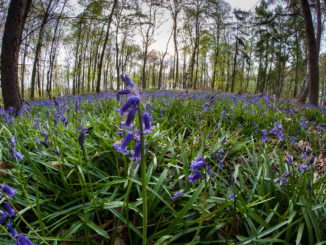 Atlantisches Hasenglöckchen im Wald der blauen Blumen