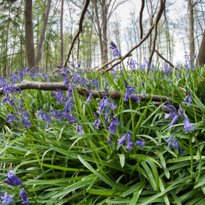 Atlantisches Hasenglöckchen im Wald der blauen Blumen